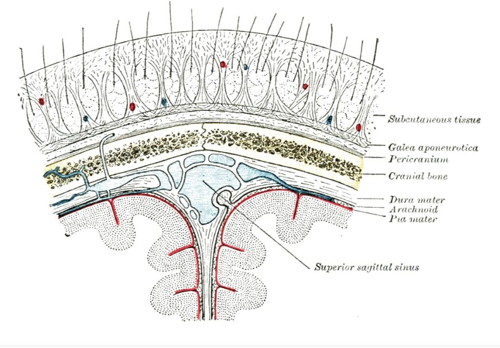 Illustrated cross-section showing the five layers of the scalp